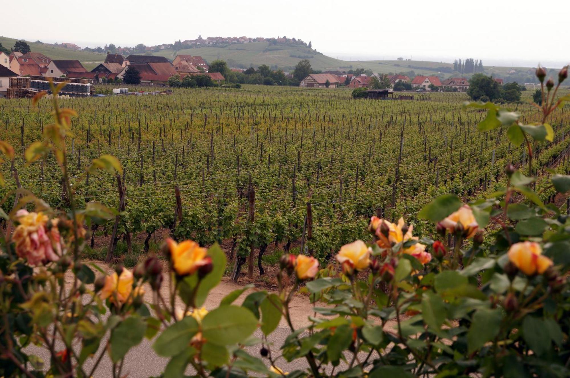 Gite Le Mandlé Riquewihr Bagian luar foto